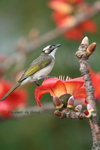 FlowerBird03