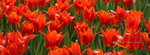 2008FlowerShow-11