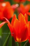 2008FlowerShow-12