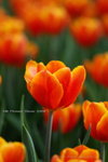 2008FlowerShow-13
