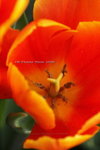 2008FlowerShow-14