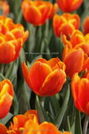 2008FlowerShow-15
