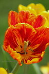 2008FlowerShow-18
