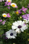 2008FlowerShow-19