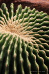 2008FlowerShow-21