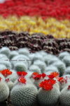 2008FlowerShow-22