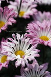 2008FlowerShow-23