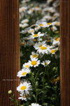 2008FlowerShow-29