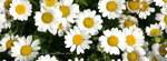 2008FlowerShow-30