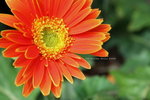 2008FlowerShow-31