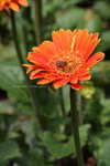 2008FlowerShow-33