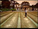 Farming in Evening 1