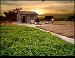 Farmland & House 3