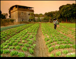 Farming in Evening 2