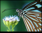 Butterfly with Friend