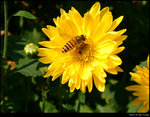 Bee on Flower