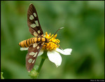 Small Bug