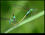 
Damselfly in Love
