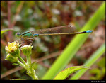 Damselfly