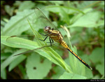 Golden Dragonfly