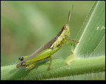 Grasshopper