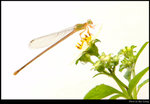damselfly 01s