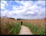 In the Grassland