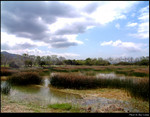 Grassland