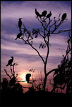 Bird's Sunset