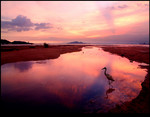 Egret & Sunset