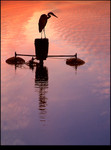 Egret & Sunset