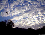Eagle Flying