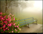 Flower & Chair