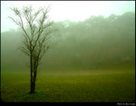 Lonely Tree