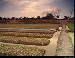 Field at Evening