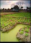 Green Field
