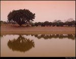 Tree Family