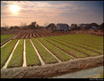 Field at Sunset