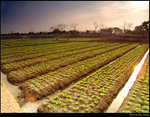 Field at Sunset 2