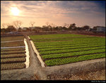 Field at Sunset 3