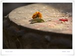 _MG_9283 ec