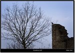 _MG_0429 e