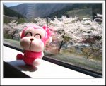 名古屋去高山的途中已見櫻花滿開
IMG_7713