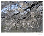 IMG_7731