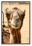 Frame_IMG_7586 eweb