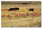 Frame_IMG_8112 e