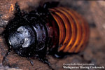 G_portentosa