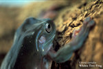 L_caerulea01