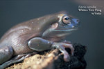 L_caerulea03