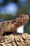 
Shinisaurus crocodilhurus 01
